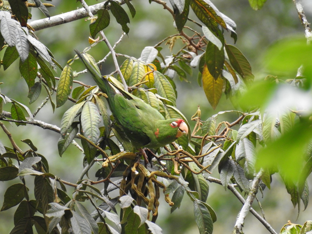 Mitred Parakeet - Fernando Angulo - CORBIDI