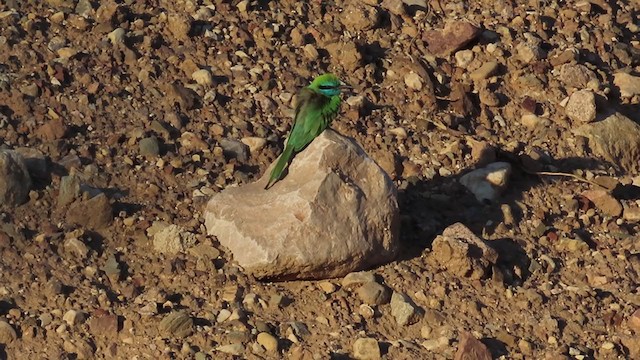 שרקרק גמדי - ML221483831