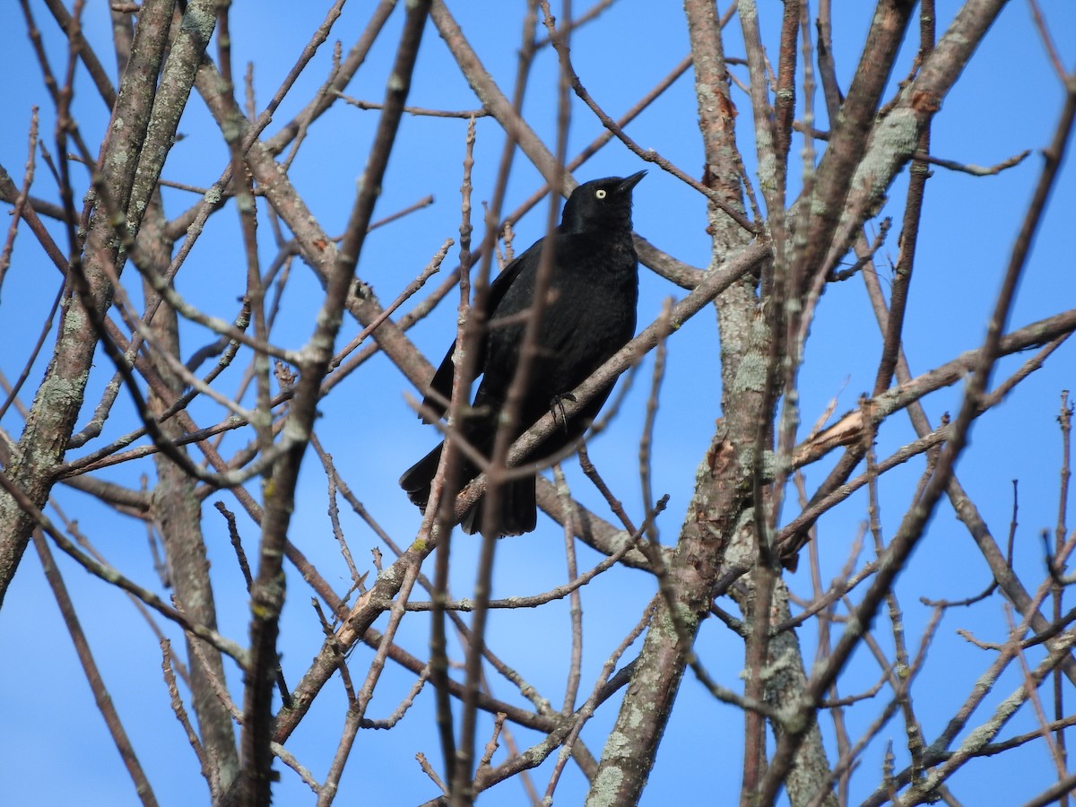 Rusty Blackbird - ML221483891