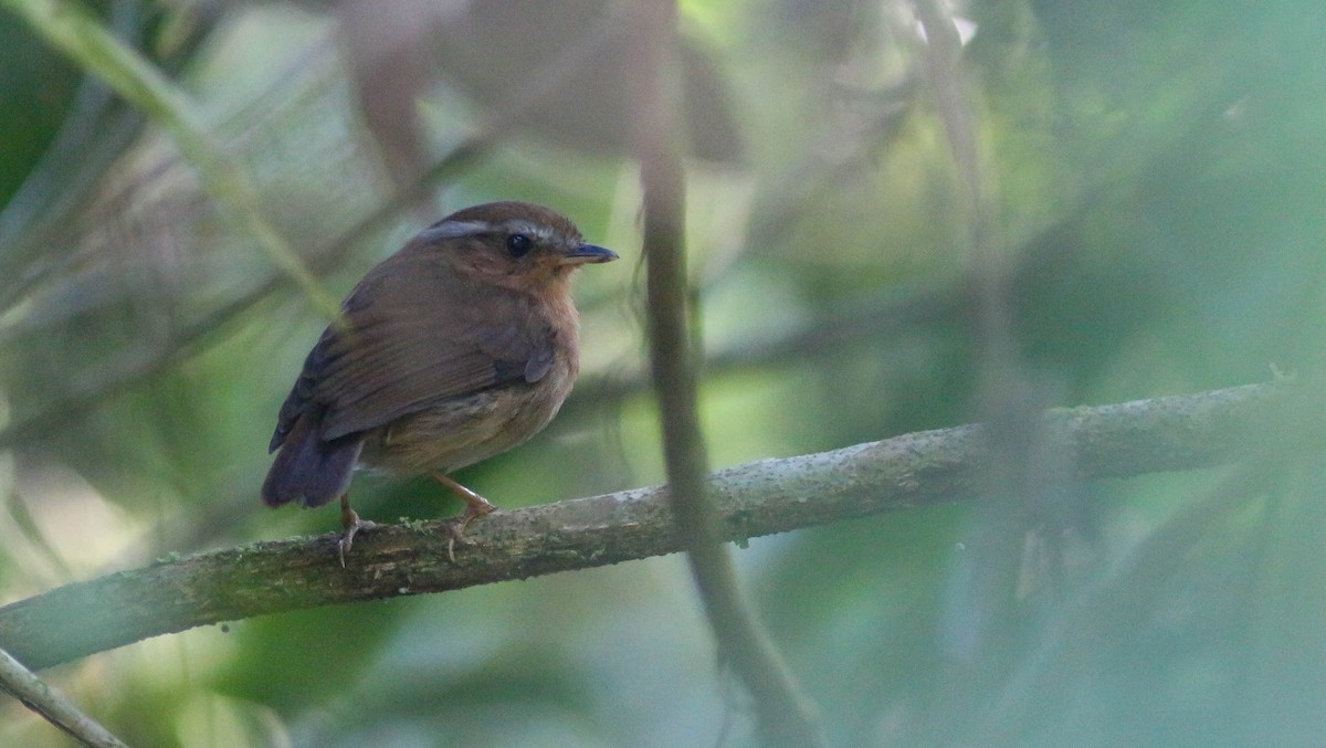Rufous Gnateater - ML221484581