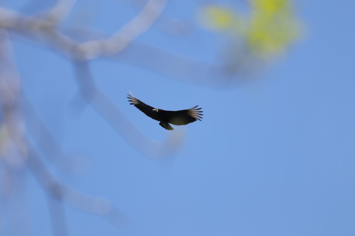 Black Vulture - ML221487081