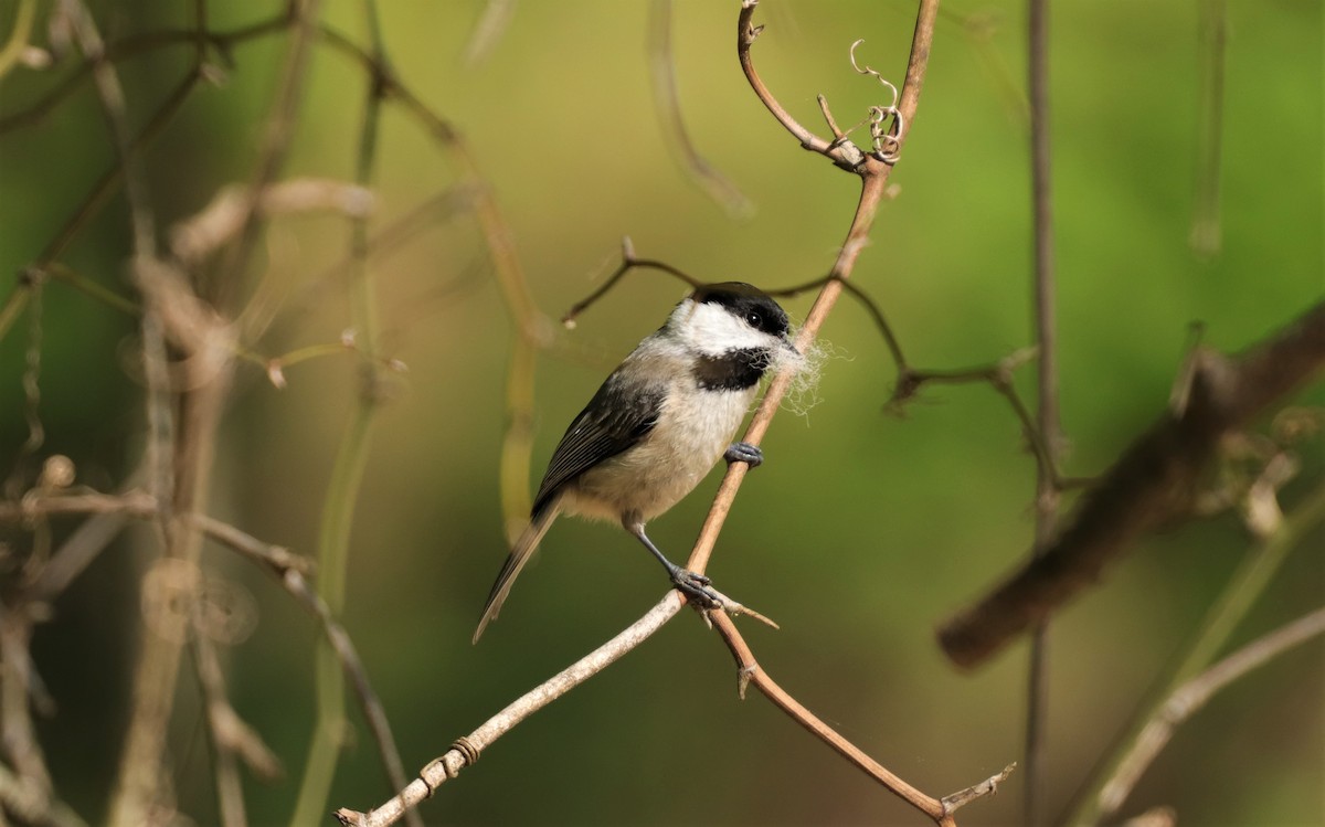 Carolina Chickadee - ML221487191