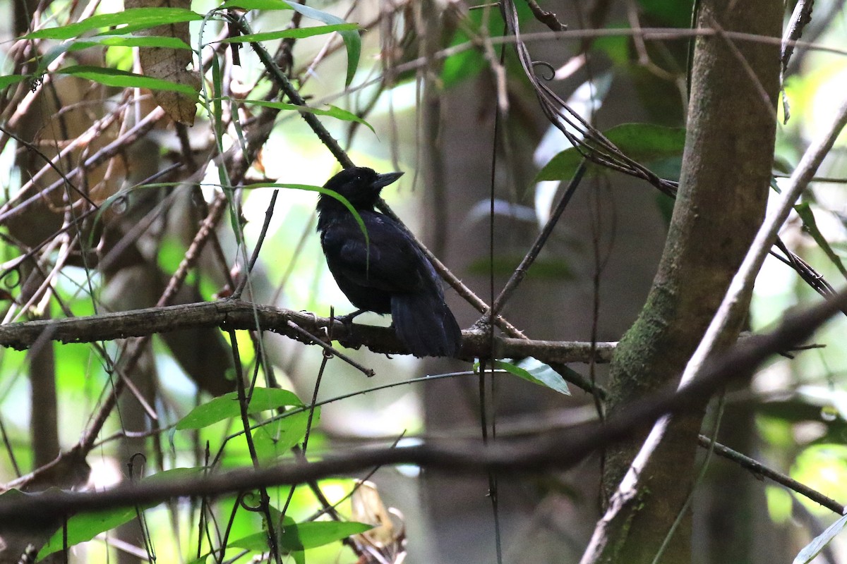 Black Bushbird - Denis Tétreault