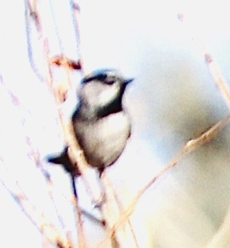 Mountain Chickadee - ML221487891