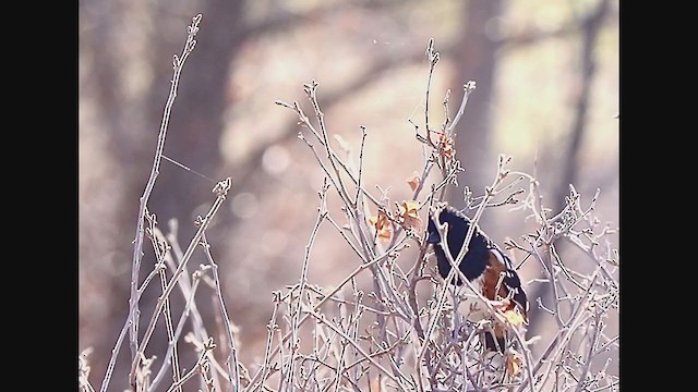 Spotted Towhee - ML221488231
