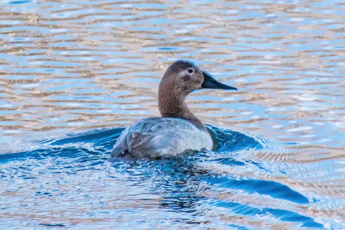 Porrón Coacoxtle - ML22148881