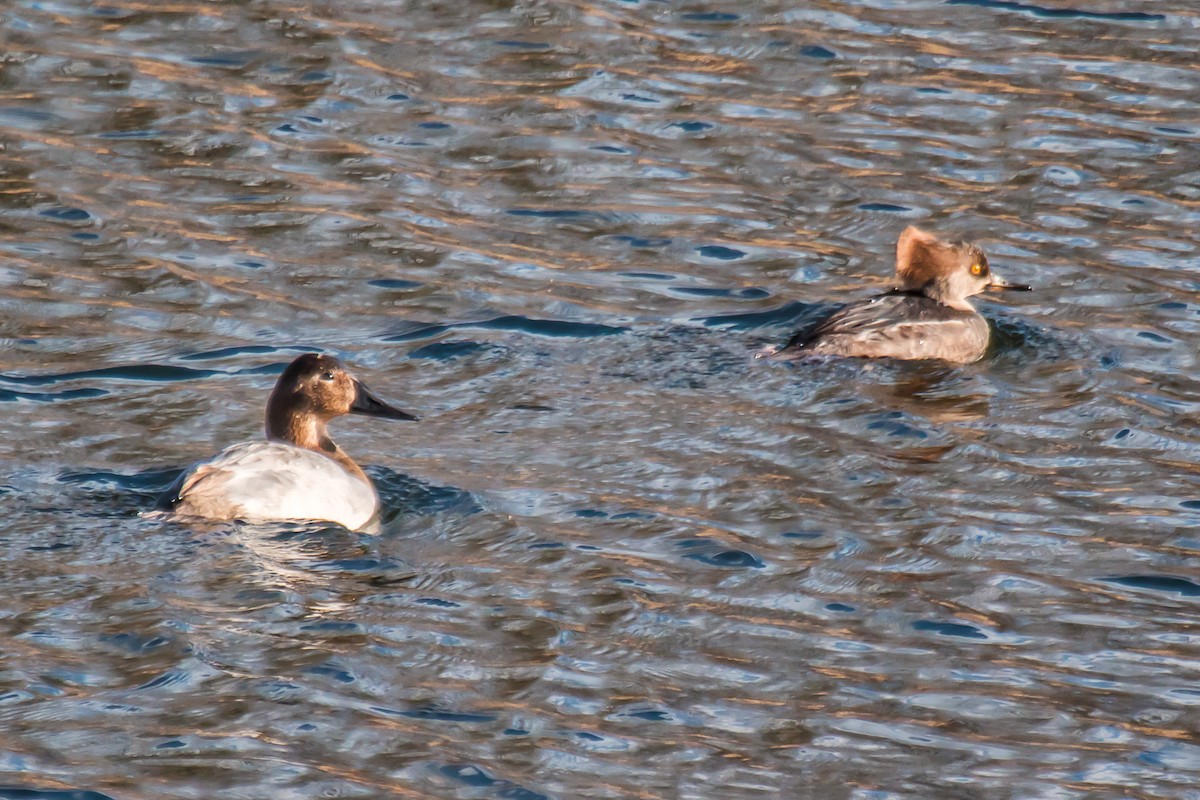 Hooded Merganser - ML22148901