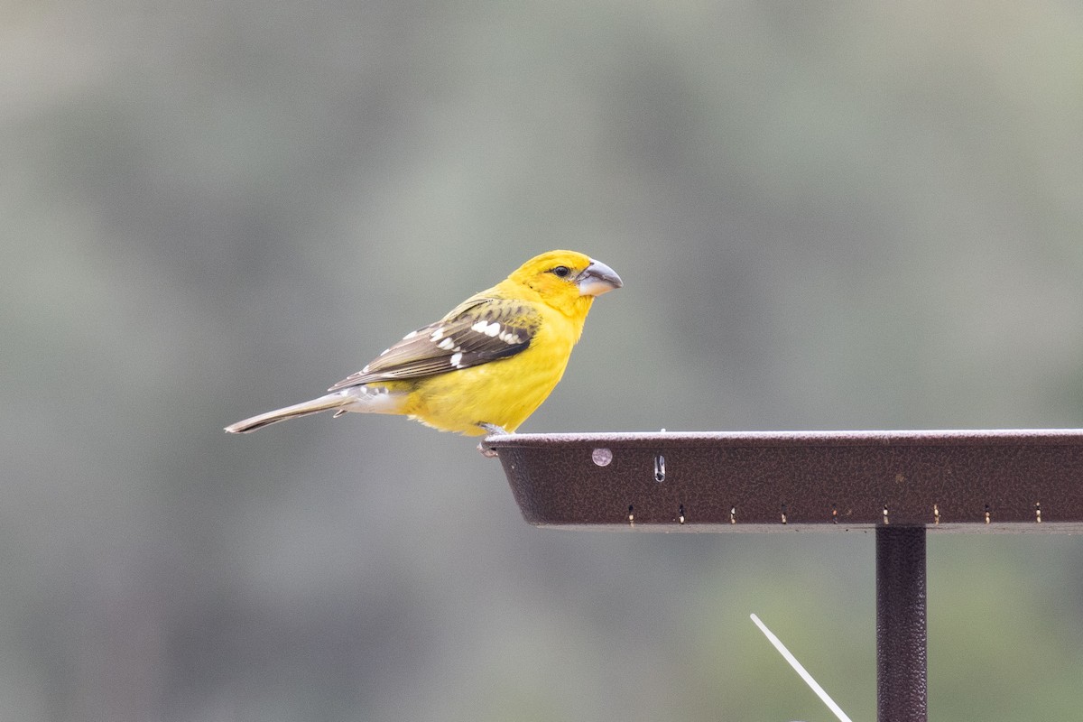 Yellow Grosbeak - ML221489621