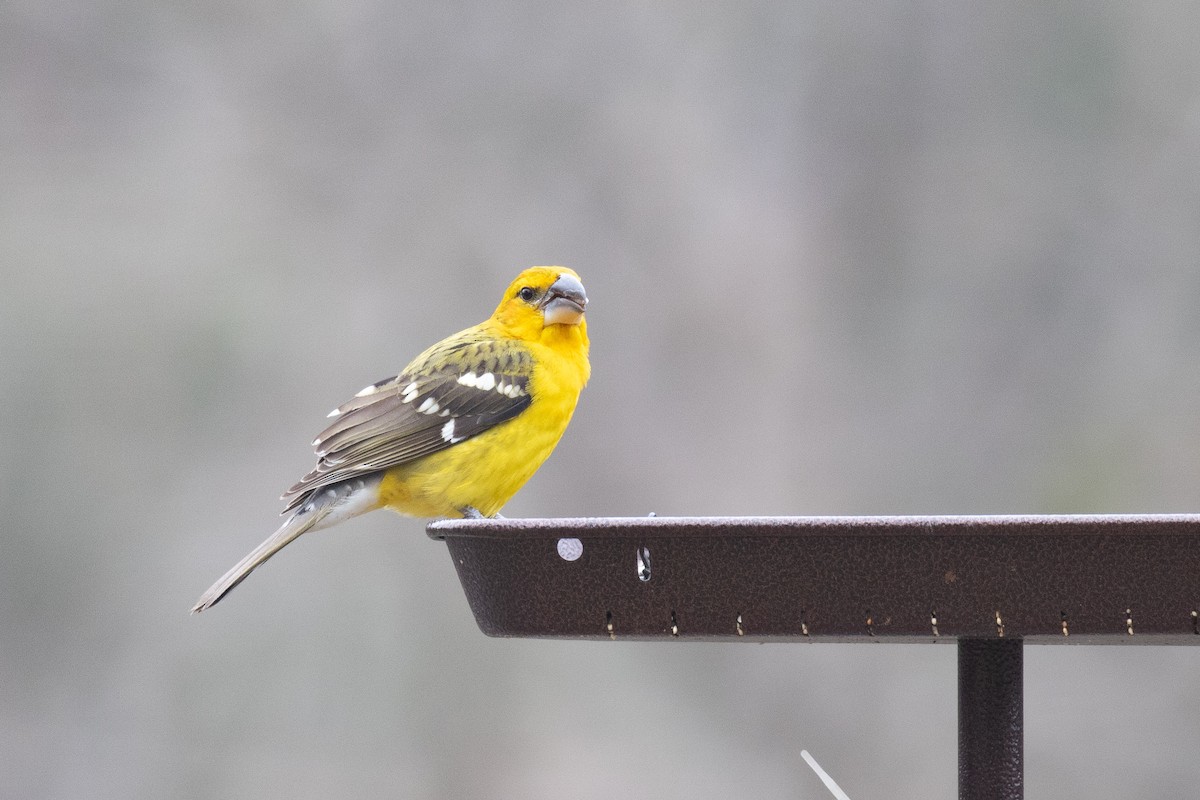 Yellow Grosbeak - ML221489631