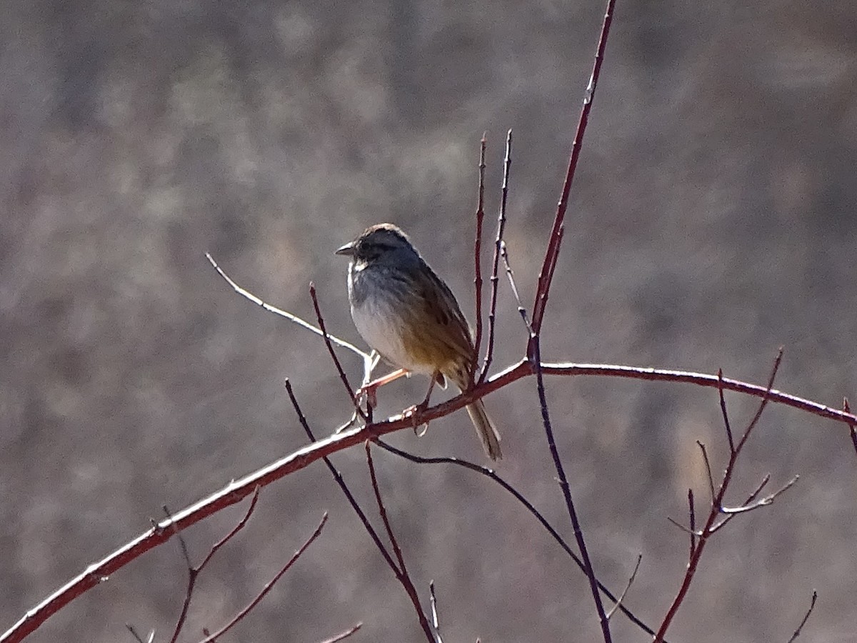 Swamp Sparrow - Georgia Quinn