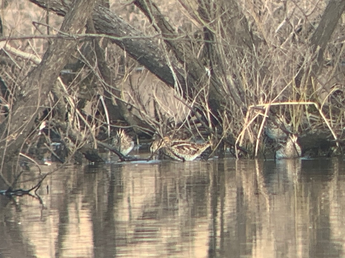 Wilson's Snipe - ML221491391