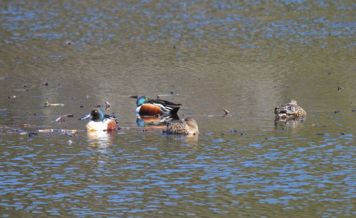 Northern Shoveler - ML221493291