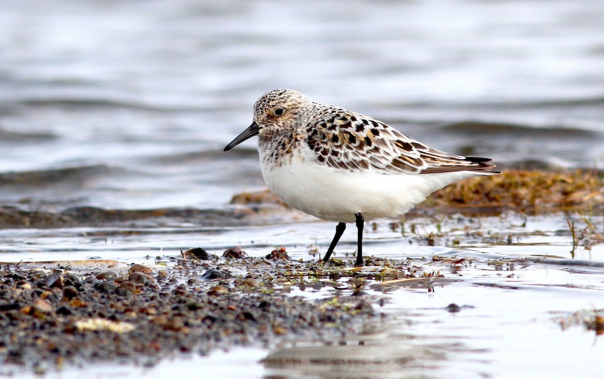 Sanderling - Stephan Lorenz