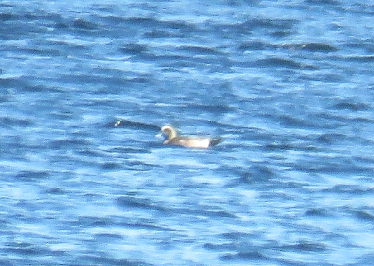 American Wigeon - ML221495861