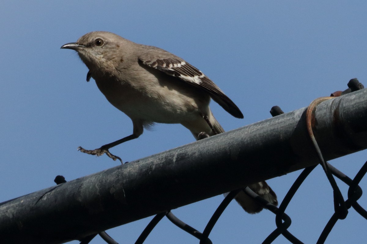 Northern Mockingbird - ML221496231
