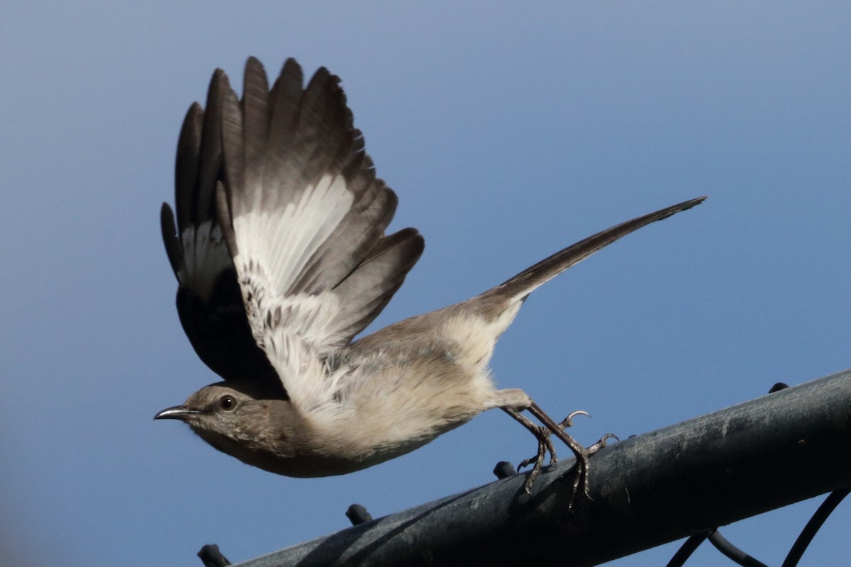 Northern Mockingbird - ML221496281