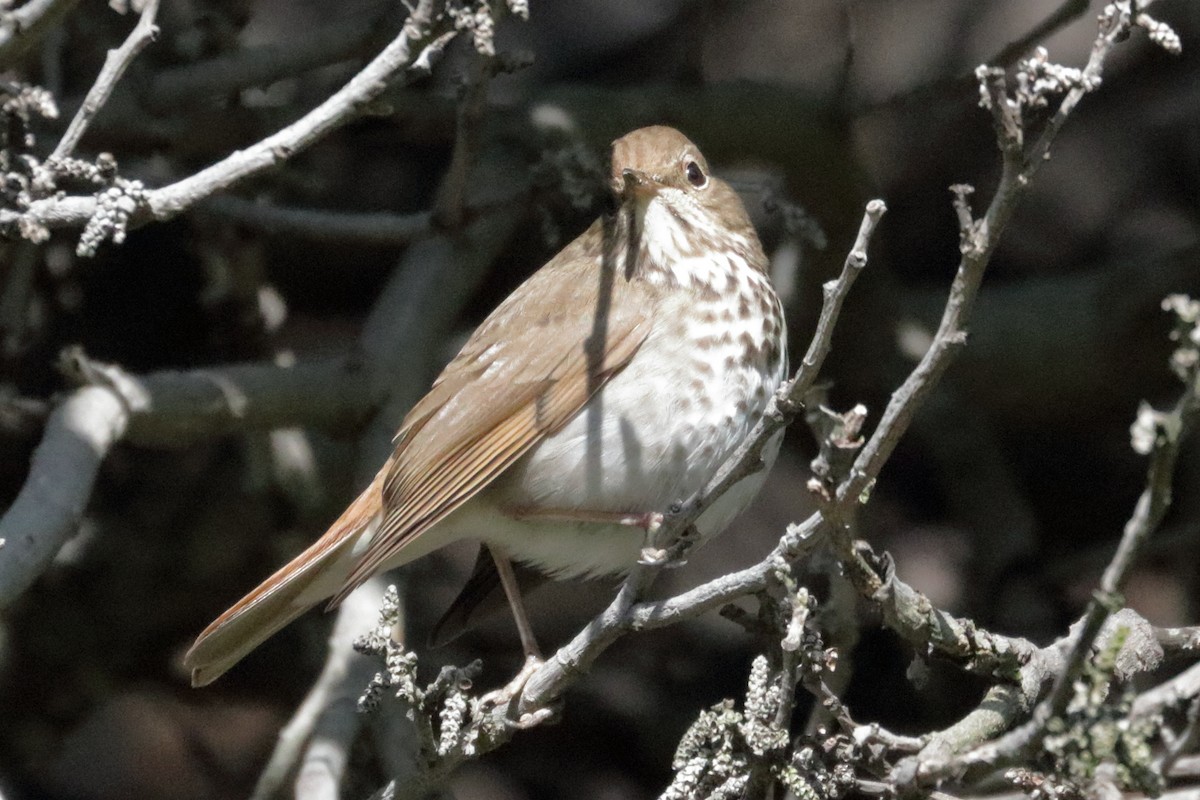 Hermit Thrush - ML221496371