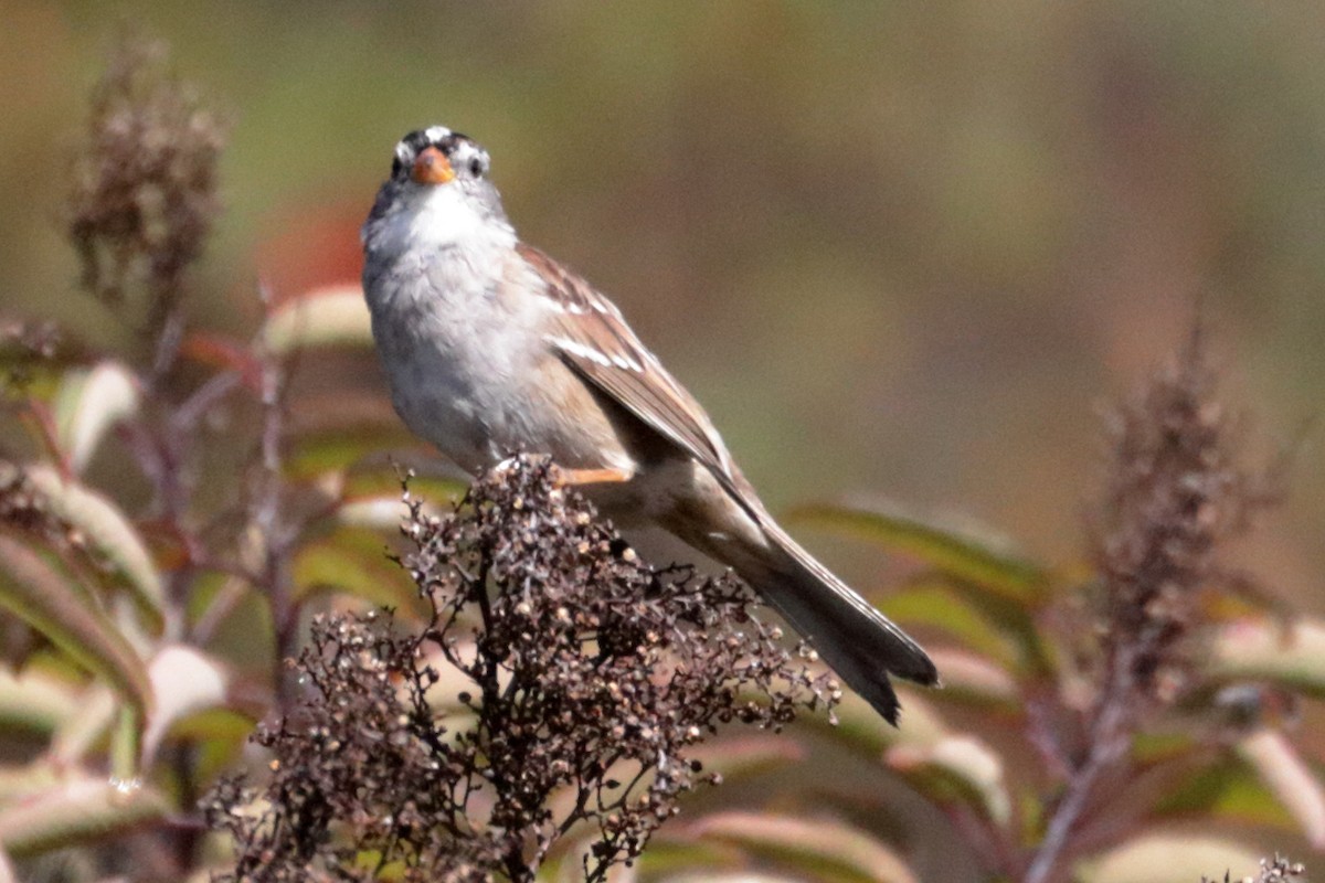 White-crowned Sparrow - ML221496421
