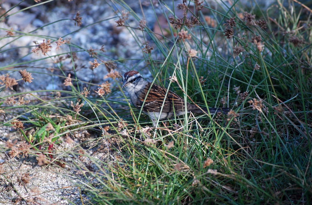Chipping Sparrow - ML221496611