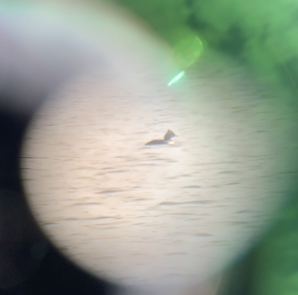 Eared Grebe - ML221496621