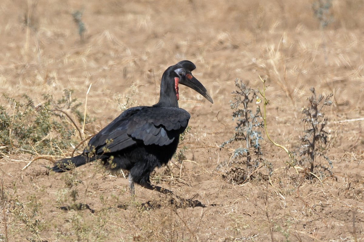 Abyssinian Ground-Hornbill - ML221499121