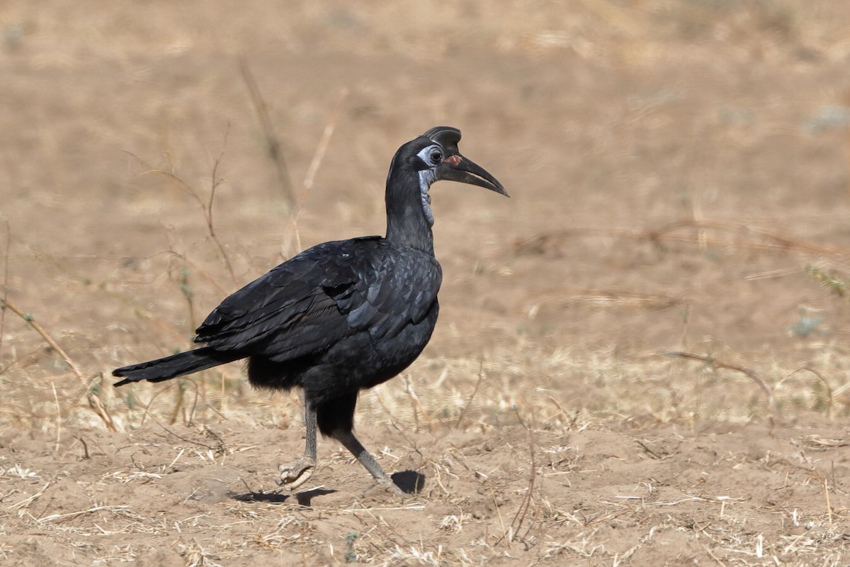 Abyssinian Ground-Hornbill - ML221499131