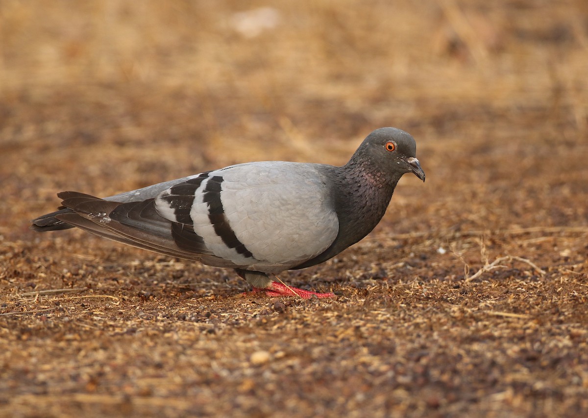 Rock Pigeon (Feral Pigeon) - ML221499271