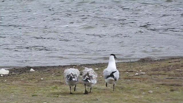 Andean Gull - ML221499481