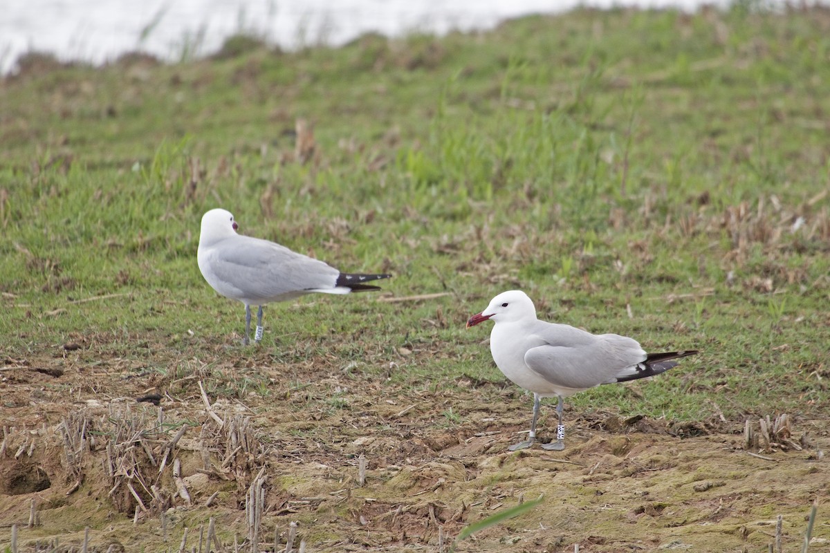 racek zelenonohý - ML221500071