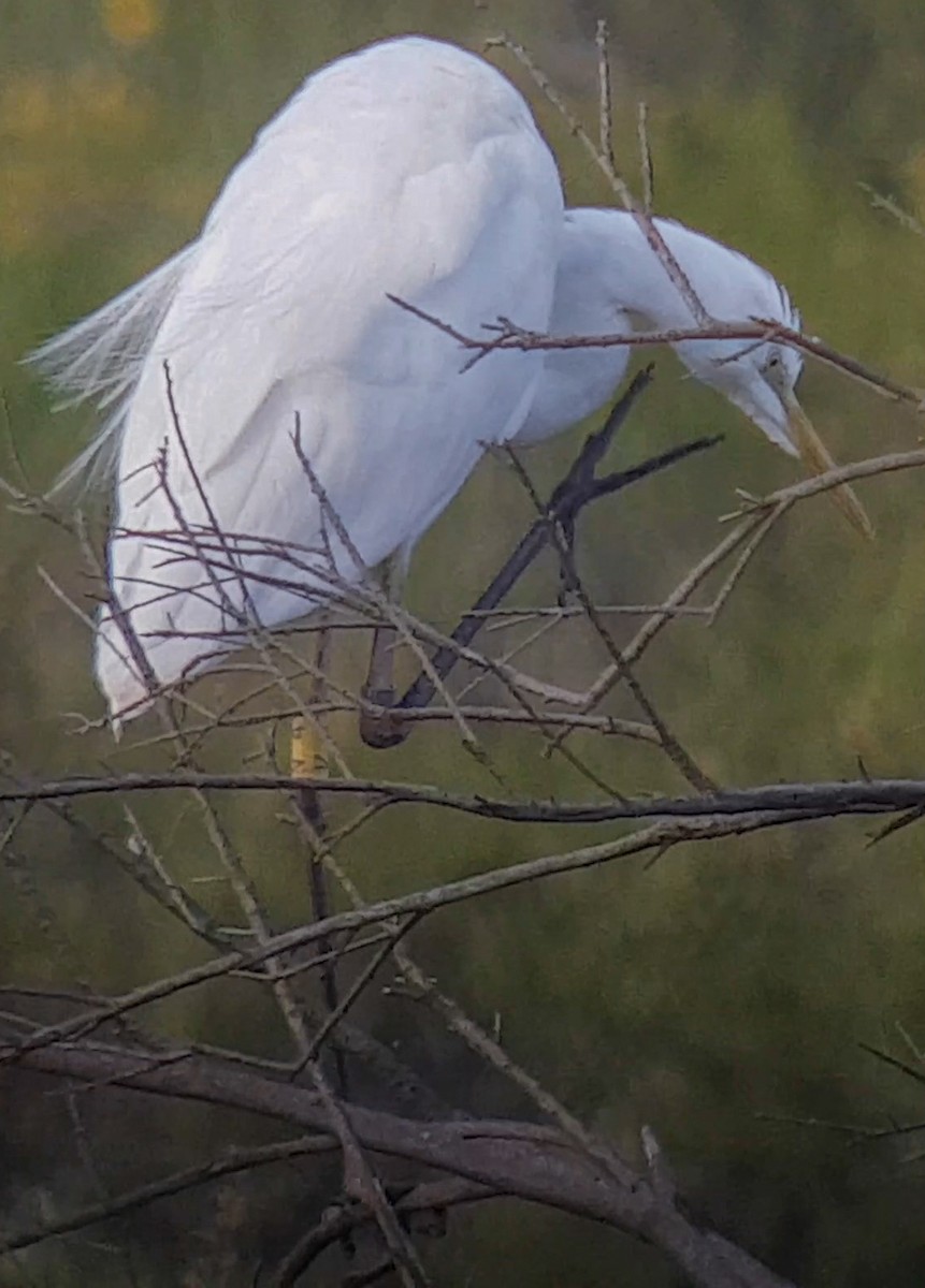 Great Egret - ML221500951