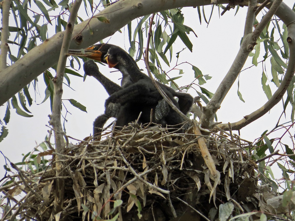 Cormorán Orejudo - ML221501041