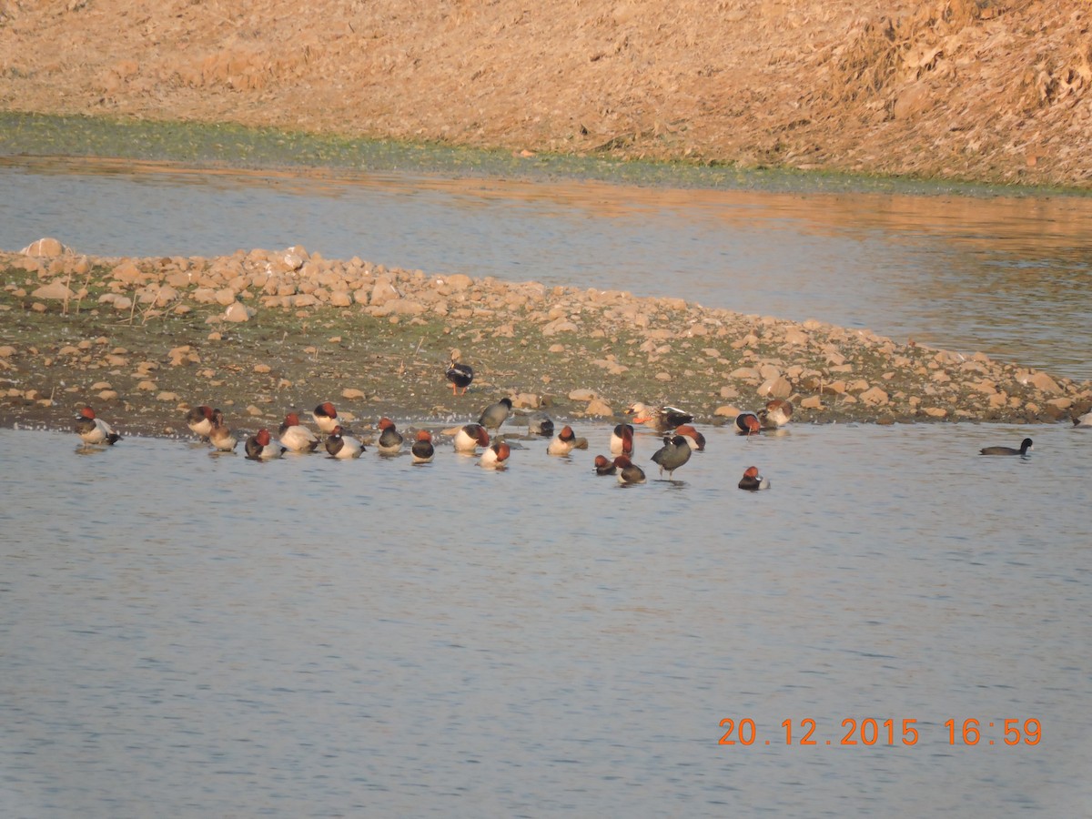 Eurasian Coot - ML22150121