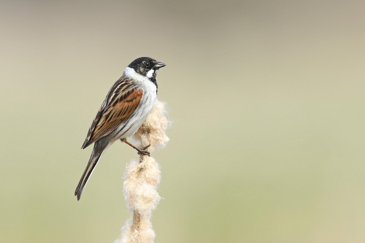 Reed Bunting - Volker Hesse