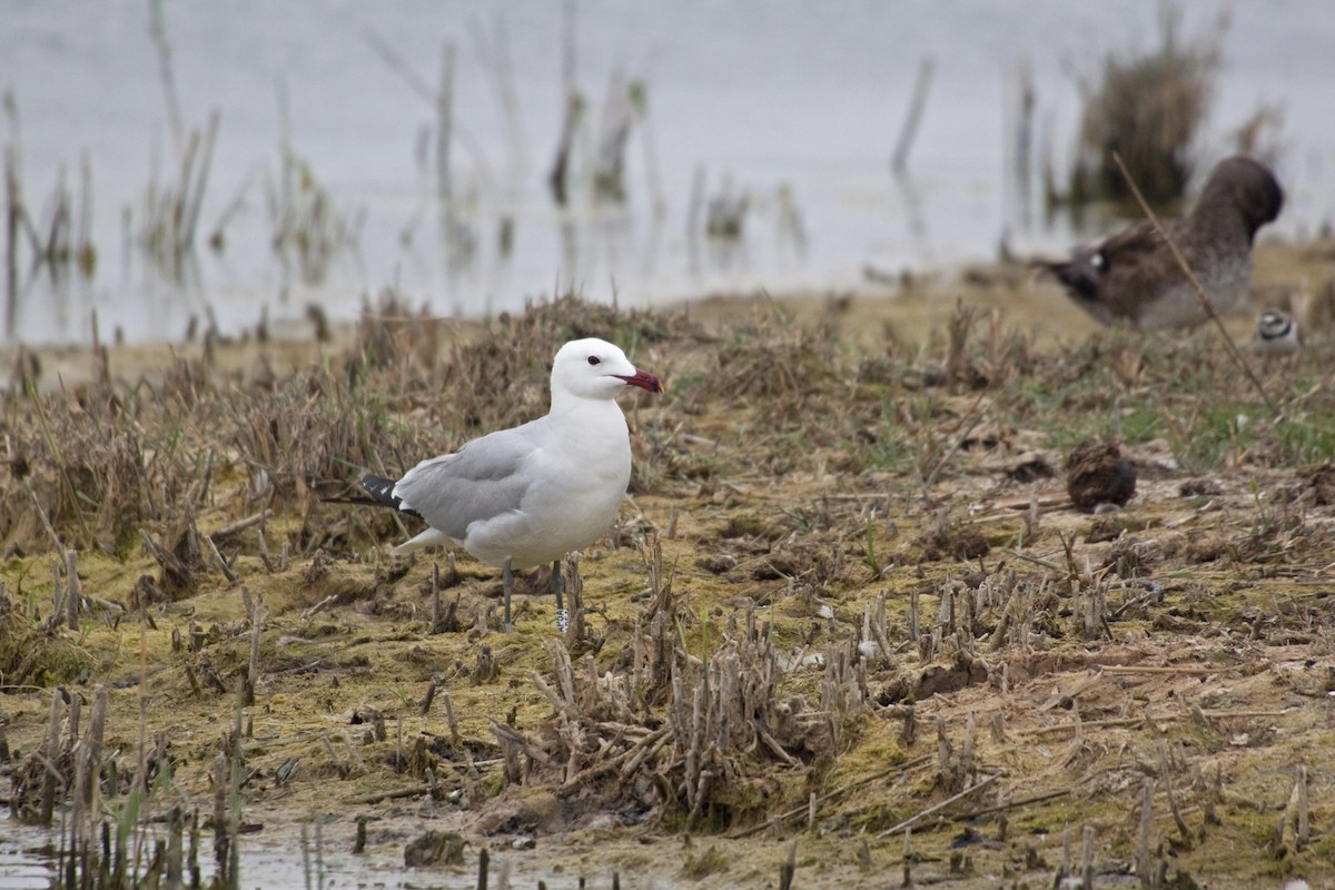 racek zelenonohý - ML221501381