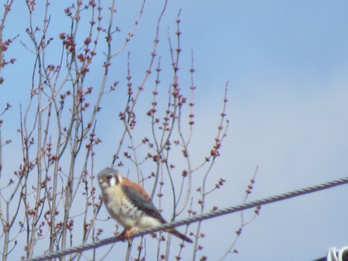 American Kestrel - ML221502001