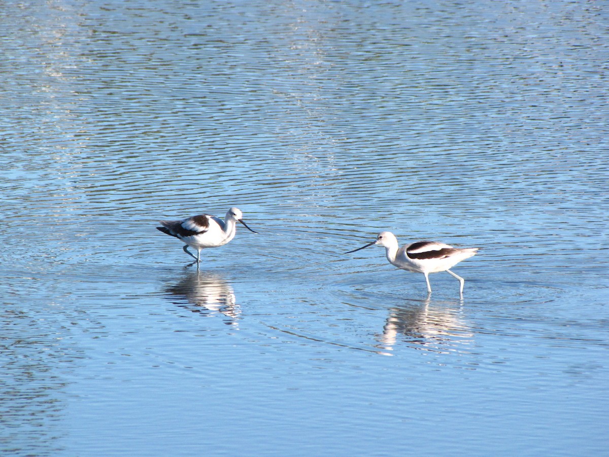 American Avocet - Andrew Cameron