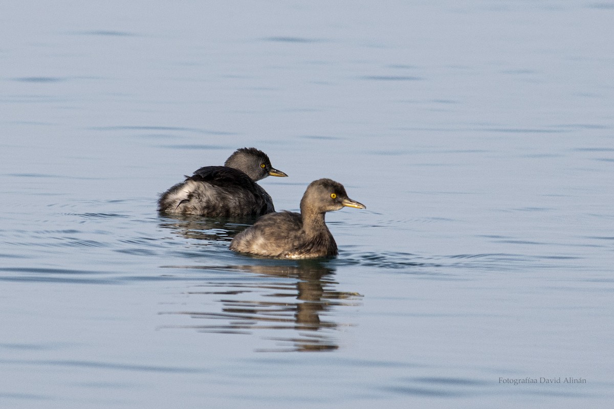 Least Grebe - David Alinan