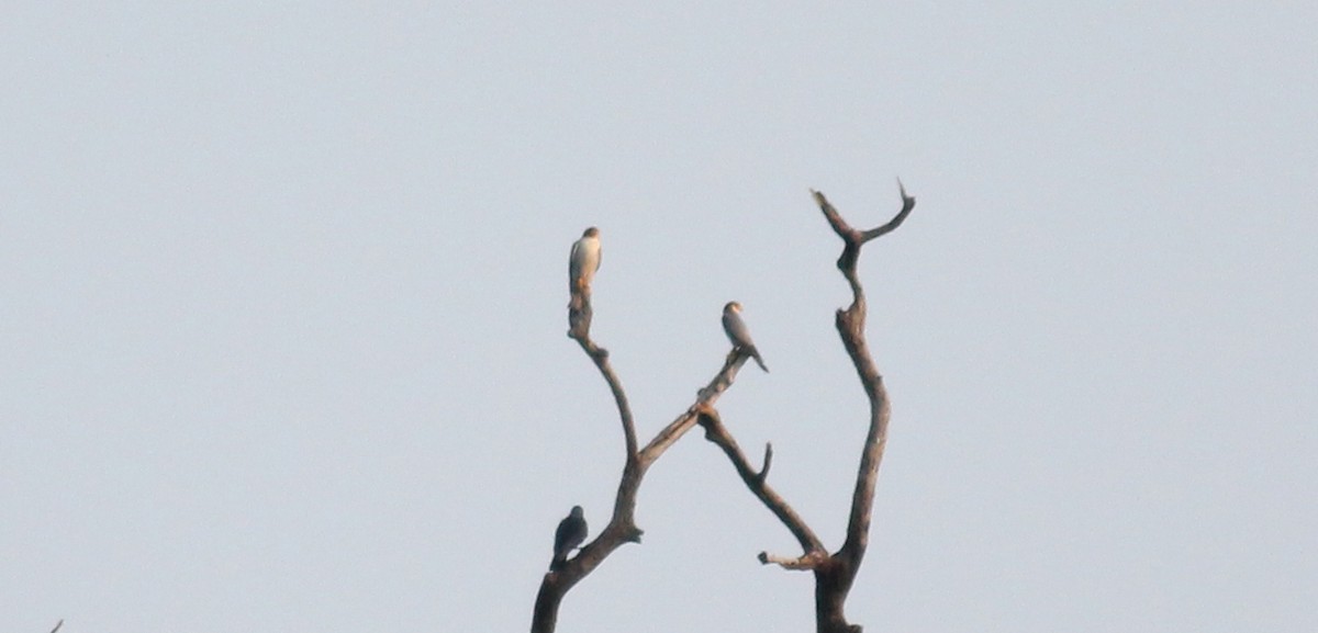 Red-necked Falcon - Shanmugam Kalidass