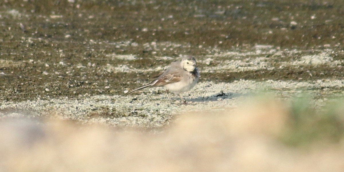 White Wagtail - ML22150341