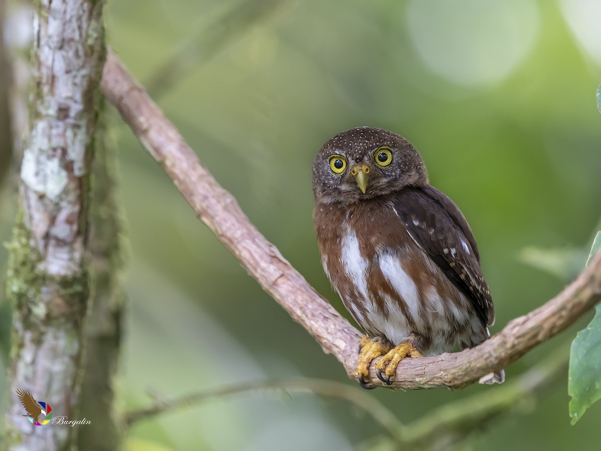 Central American Pygmy-Owl - Fernando Burgalin Sequeria