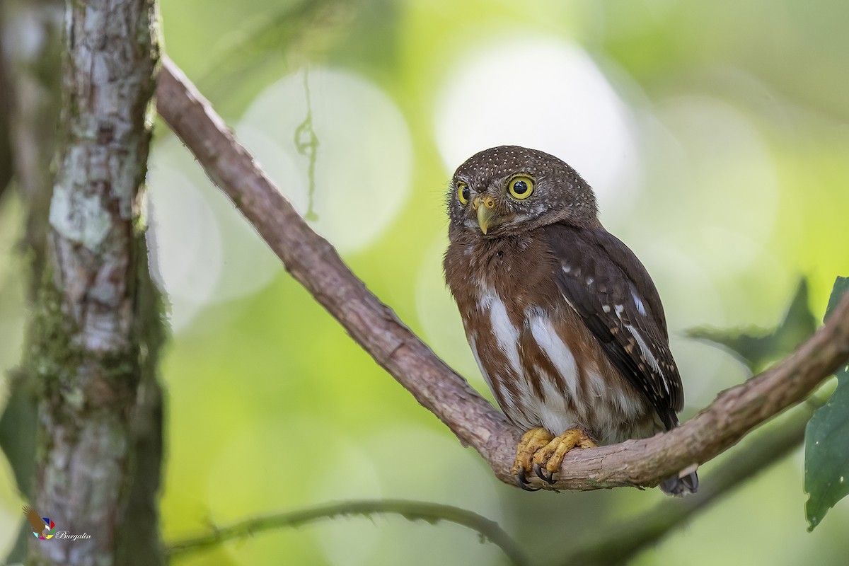 Central American Pygmy-Owl - fernando Burgalin Sequeria