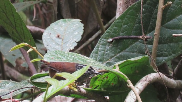 Gray-breasted Wood-Wren - ML221504261