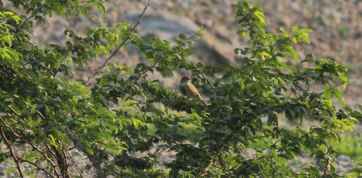 Blyth's Reed Warbler - ML22150431