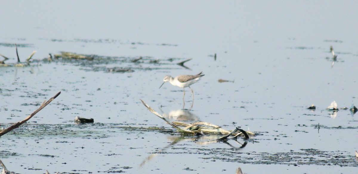 Marsh Sandpiper - ML22150521