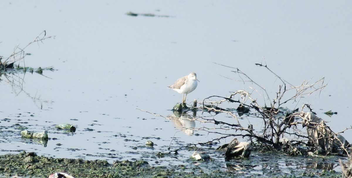 Marsh Sandpiper - ML22150541