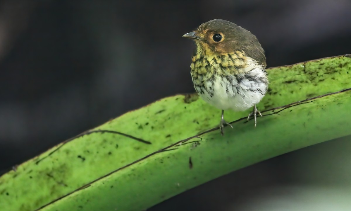 Ochre-breasted Antpitta - Cesar Ponce