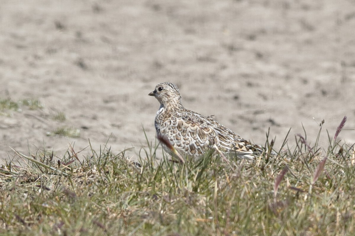 Least Seedsnipe - ML221507831