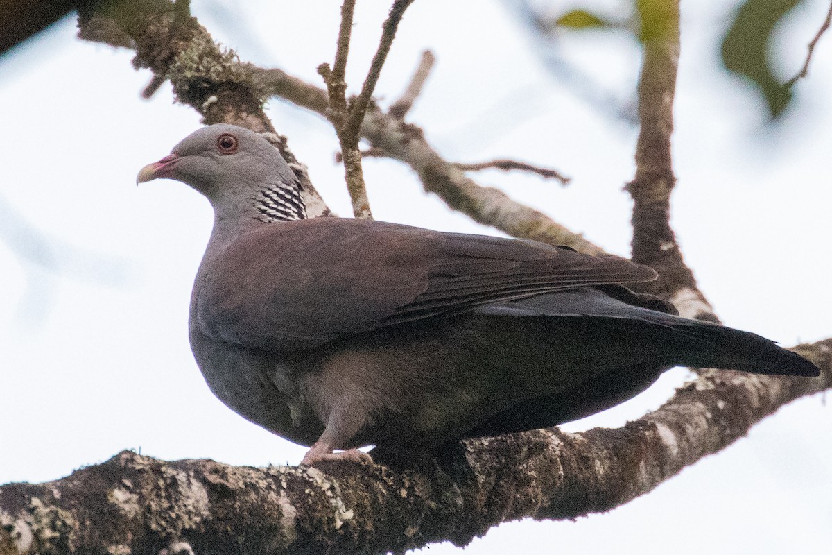 Nilgiri Wood-Pigeon - Steve McInnis