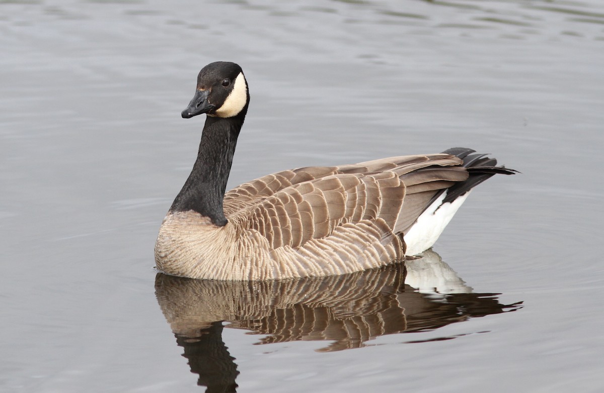 Canada Goose (canadensis Group) - ML221509881