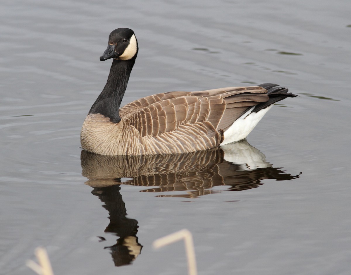 Канадская казарка [группа canadensis] - ML221510071